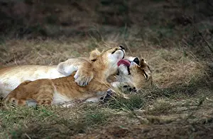 Huddle: Affectionate lions