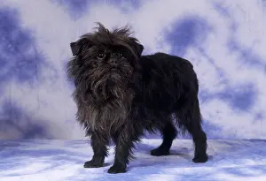 Affenpinschers: AFFENPINSCHER DOG -STUDIO