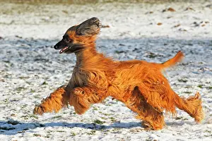 Afghan: Afghan dog (Canis lupus familiaris), male, running