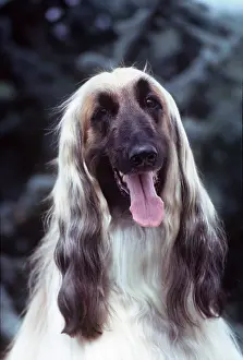 Hounds: AFGHAN DOG - close-up of head, tongue out