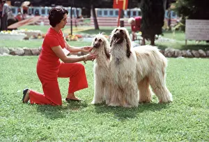 Competition: AFGHAN DOGS AT SHOW with owner