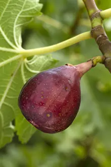 Ficus: Afghan fig (Ficus afghanistanica)
