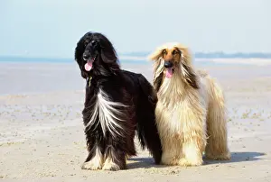 Afghans: Afghan Hound Dog