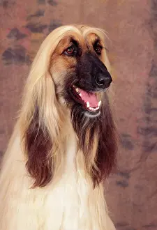 Afghans: AFGHAN HOUND DOG - head