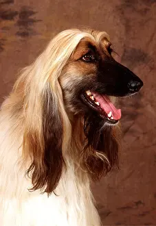 Hounds: AFGHAN HOUND DOG - head