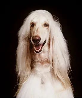 Hairstyles: Afghan hound DOG - head shot
