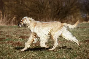 Hounds: AFGHAN HOUND DOG running side view