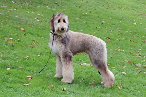 Greyhound: Afghan hound dog standing in a meadow, Germany