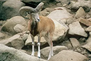 Urial: AFGHAN URIAL SHEEP - MALE