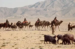 Herding: AFGHANISTAN - Nomads and Camel train