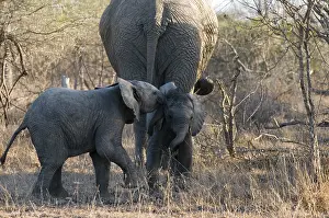 Afrika: Afikaanse olifant