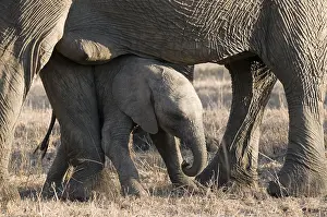 Afrika: Afikaanse olifant