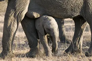 Afrika: Afikaanse olifant