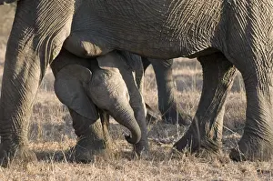 Afrika: Afikaanse olifant
