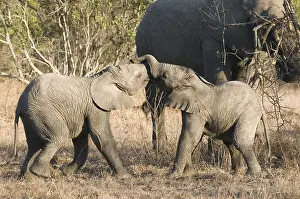 Afrika: Afikaanse olifant