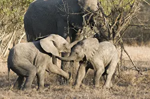 Afrika: Afikaanse olifant