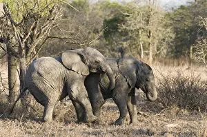 Afrika: Afikaanse olifant