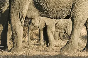 Afrika: Afikaanse olifant