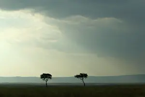 Afric: AFRIC - Savannah