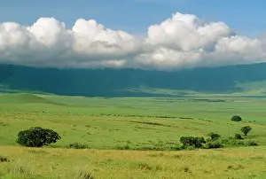 Geogrpaphy: Africa - African Buffalo
