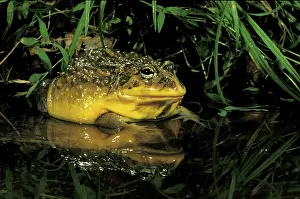 Scan: Africa. African Bullfrog (Pyxicephalus adspersus)