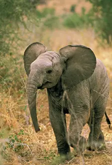 Toft: Africa. African elephant, loxodonta africana