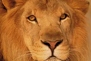 Stuart: Africa. African male lion, or panthera leo