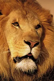 Stuart: Africa. African male lion, or panthera leo