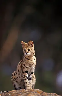 Stuart: Africa, African Savannah. Serval (Felis