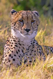 Cheetah: Africa, Botswana, cheetah, Acinonyx jubatus, Botswana