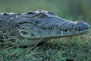 Fang: Africa, Botswana, Chobe National, Nile Crocodile