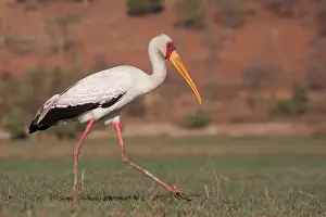 Senegalensis: Africa, Botswana, Chobe National Park. Saddle-billed
