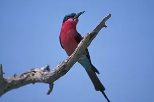 Bullockoides: Africa, Botswana, Chobe National Park, White-fronted
