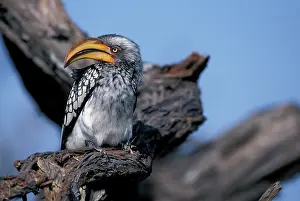 Okanvango: Africa, Botswana, Chobe National Park, Yellow-billed