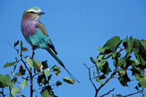 Savute: Africa, Botswana, Chobe National Park, Lilac-Breasted
