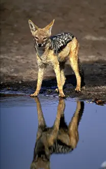 Savage: Africa, Botswana, Chobe National Park, Black
