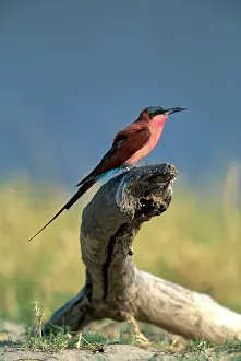 Okanvango: Africa, Botswana, Chobe National Park, Carmine