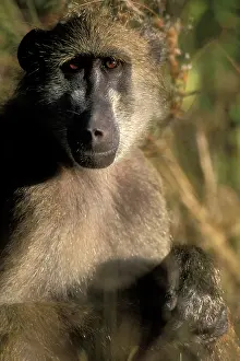 Intelligence: Africa, Botswana, Chobe National Park, Chacma