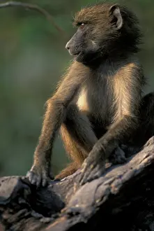 Ursinus: Africa, Botswana, Chobe National Park, Chacma