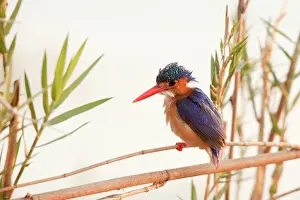 Limb: Africa, Botswana, Chobe National Park. Close-up