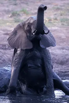 Mudhole: Africa, Botswana, Chobe National Park, Elephant