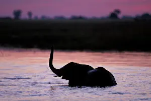 Wade: Africa; Botswana; Chobe National Park; Elephant