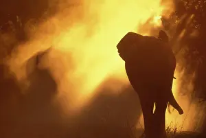 Okanvango: Africa, Botswana, Chobe National Park, Elephant