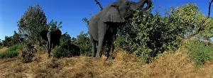 Vegetarian: Africa, Botswana, Chobe National Park, Elephants