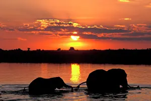 Follow: Africa, Botswana, Chobe National Park, Herd