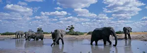 Grouping: Africa, Botswana, Chobe National Park, Herd