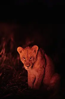 Creepy: Africa, Botswana, Chobe National Park, Lion