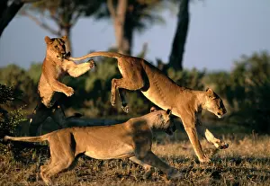Pride: Africa, Botswana, Chobe National Park, Lionesses