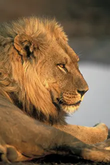 Fittest: Africa, Botswana, Chobe National Park, Male