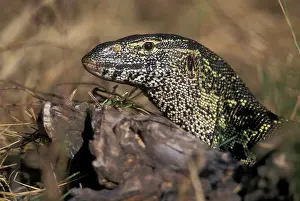 Motionless: Africa, Botswana, Chobe National Park, Nile